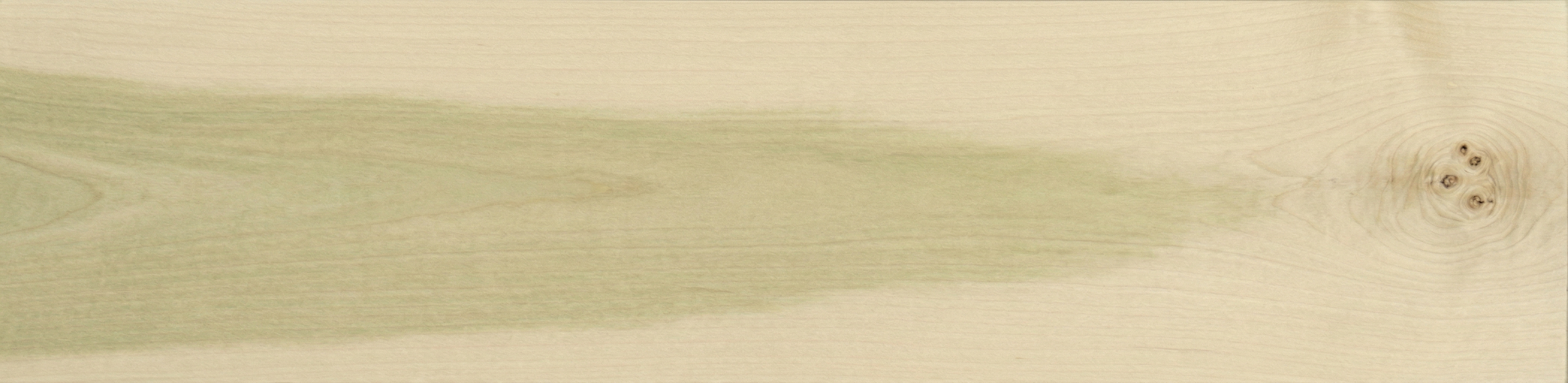 Poplar wood grain panorama